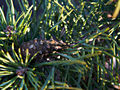 Pinus sylvestris Yang IMG_2969 Sosna pospolita